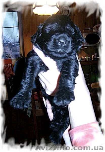 русский черный терьер, щенки. Кобели для вязки - <ro>Изображение</ro><ru>Изображение</ru> #8, <ru>Объявление</ru> #394076