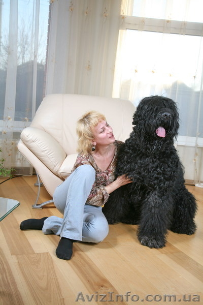 русский черный терьер, щенки. Кобели для вязки - <ro>Изображение</ro><ru>Изображение</ru> #5, <ru>Объявление</ru> #394076