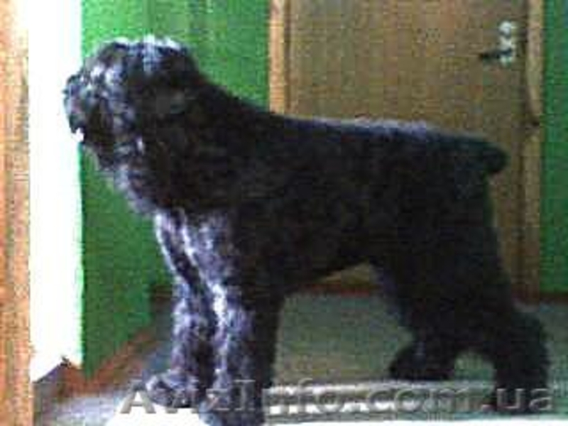 русский черный терьер, щенки. Кобели для вязки - <ro>Изображение</ro><ru>Изображение</ru> #9, <ru>Объявление</ru> #394076