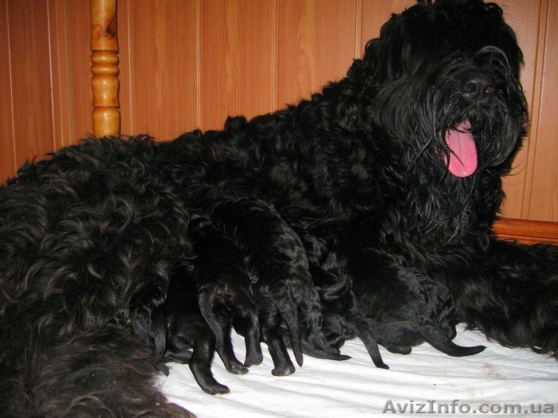 русский черный терьер, щенки. Кобели для вязки - <ro>Изображение</ro><ru>Изображение</ru> #4, <ru>Объявление</ru> #394076