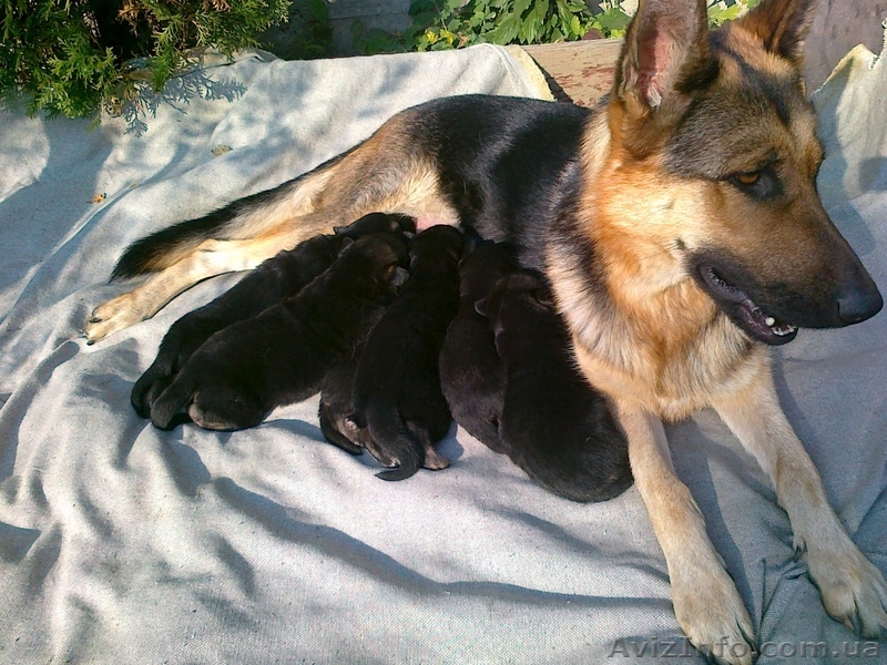 Продаются щенки немецкой овчарки. - <ro>Изображение</ro><ru>Изображение</ru> #4, <ru>Объявление</ru> #444087