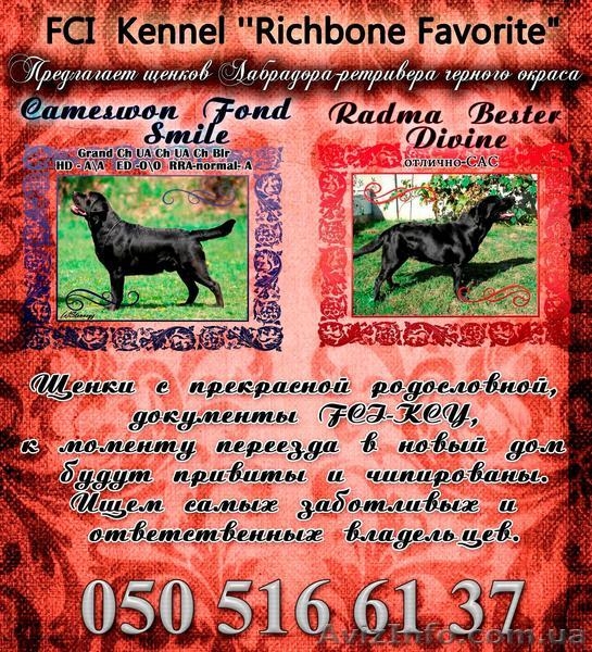 Предлагаем щенков лабрадора - <ro>Изображение</ro><ru>Изображение</ru> #1, <ru>Объявление</ru> #449504
