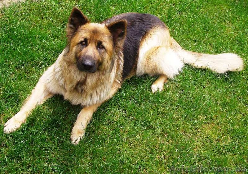 Чистокровные ,высокопородные щенки немецкой длинношерстной овчарки - <ro>Изображение</ro><ru>Изображение</ru> #5, <ru>Объявление</ru> #533405