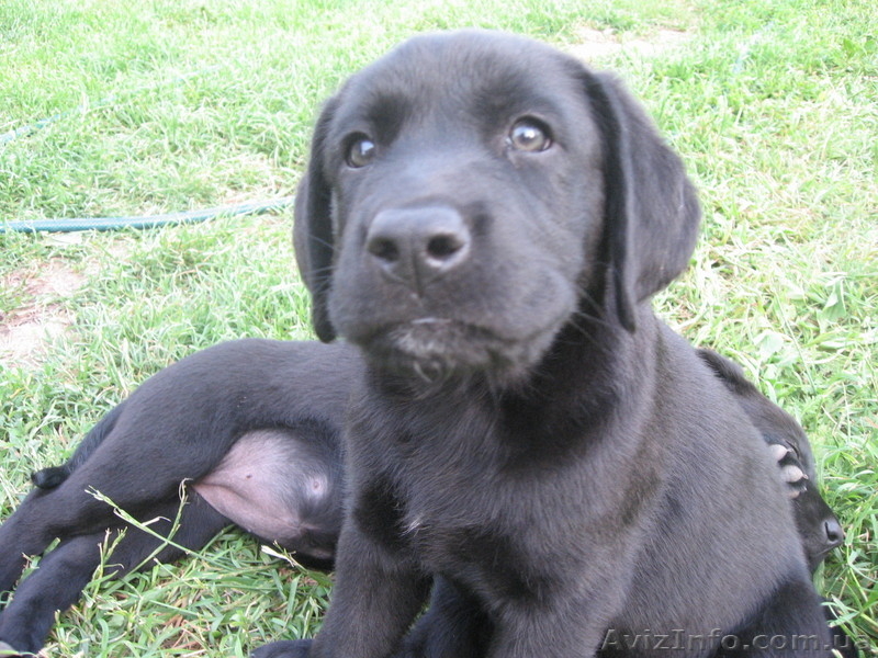 Щенки лабрадора 1,5 месяца - <ro>Изображение</ro><ru>Изображение</ru> #5, <ru>Объявление</ru> #660849