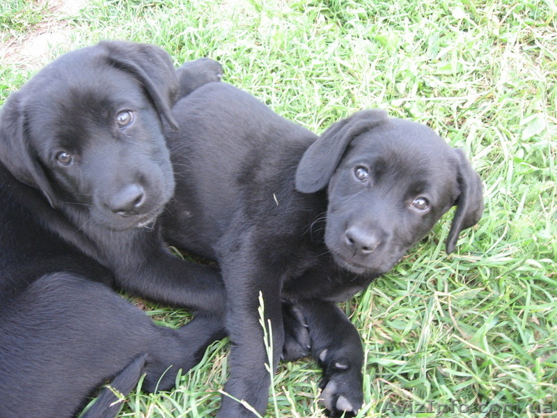Щенки лабрадора 1,5 месяца - <ro>Изображение</ro><ru>Изображение</ru> #7, <ru>Объявление</ru> #660849