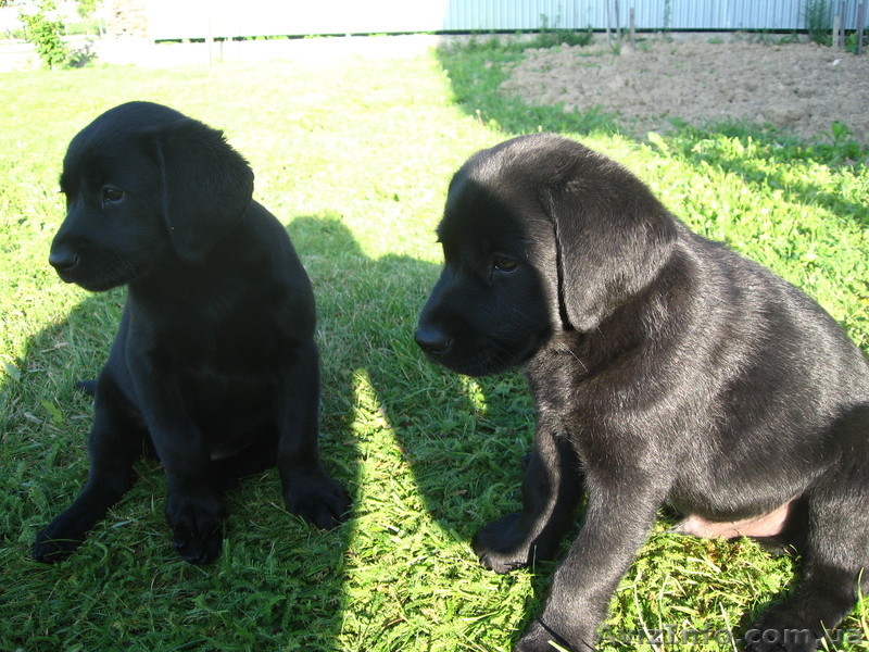 Щенки лабрадора 1,5 месяца - <ro>Изображение</ro><ru>Изображение</ru> #4, <ru>Объявление</ru> #660849
