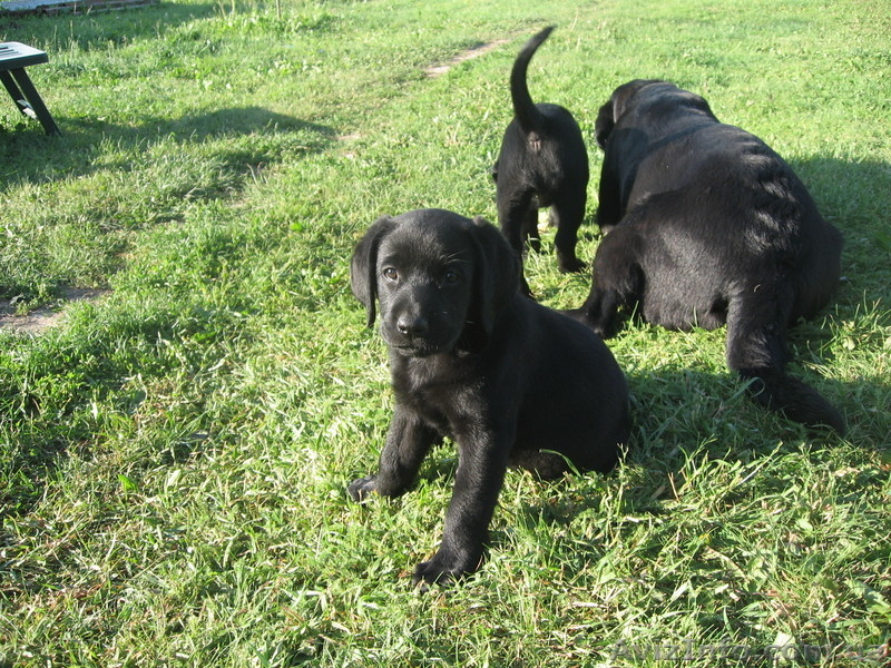 Щенки лабрадора 1,5 месяца - <ro>Изображение</ro><ru>Изображение</ru> #8, <ru>Объявление</ru> #660849
