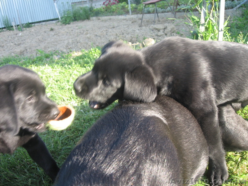 Щенки лабрадора 1,5 месяца - <ro>Изображение</ro><ru>Изображение</ru> #6, <ru>Объявление</ru> #660849