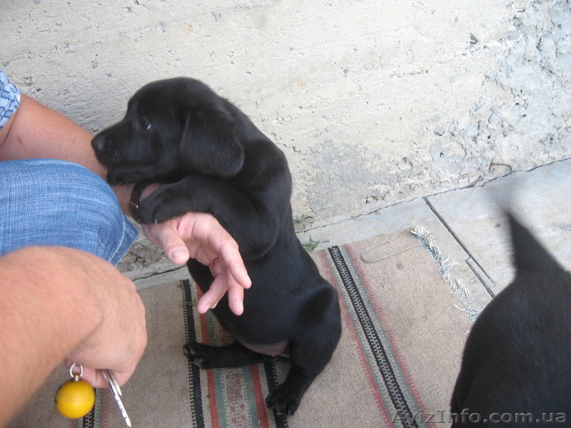 Щенки лабрадора 1,5 месяца - <ro>Изображение</ro><ru>Изображение</ru> #3, <ru>Объявление</ru> #660849