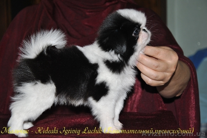  Щенки японского хина.Доставка по Украине… - <ro>Изображение</ro><ru>Изображение</ru> #5, <ru>Объявление</ru> #336544