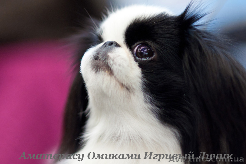  Щенки японского хина.Доставка по Украине… - <ro>Изображение</ro><ru>Изображение</ru> #1, <ru>Объявление</ru> #336544