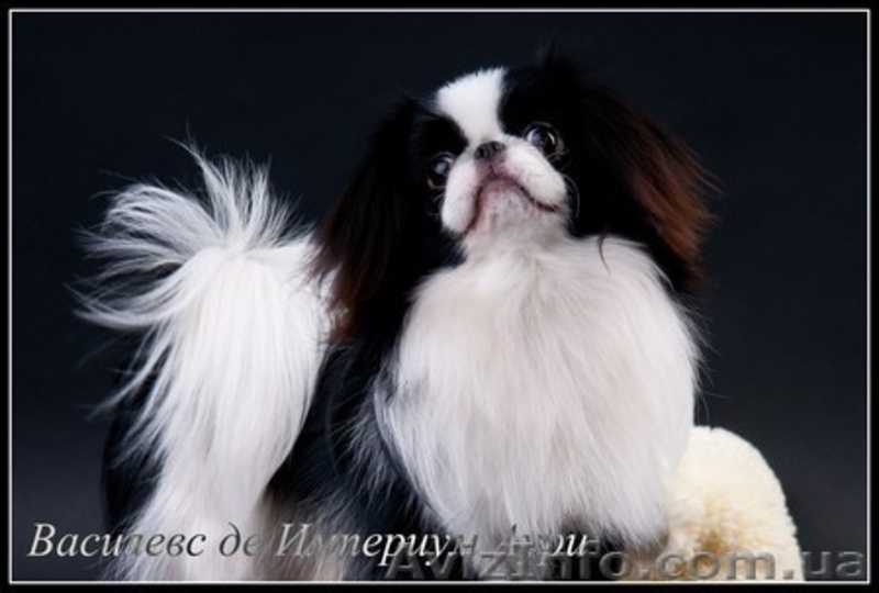  Щенки японского хина.Доставка по Украине… - <ro>Изображение</ro><ru>Изображение</ru> #2, <ru>Объявление</ru> #336544