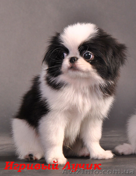  Щенки японского хина.Доставка по Украине… - <ro>Изображение</ro><ru>Изображение</ru> #3, <ru>Объявление</ru> #336544