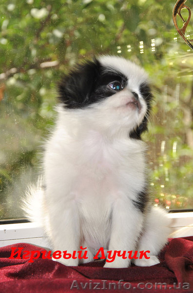  Щенки японского хина.Доставка по Украине… - <ro>Изображение</ro><ru>Изображение</ru> #4, <ru>Объявление</ru> #336544