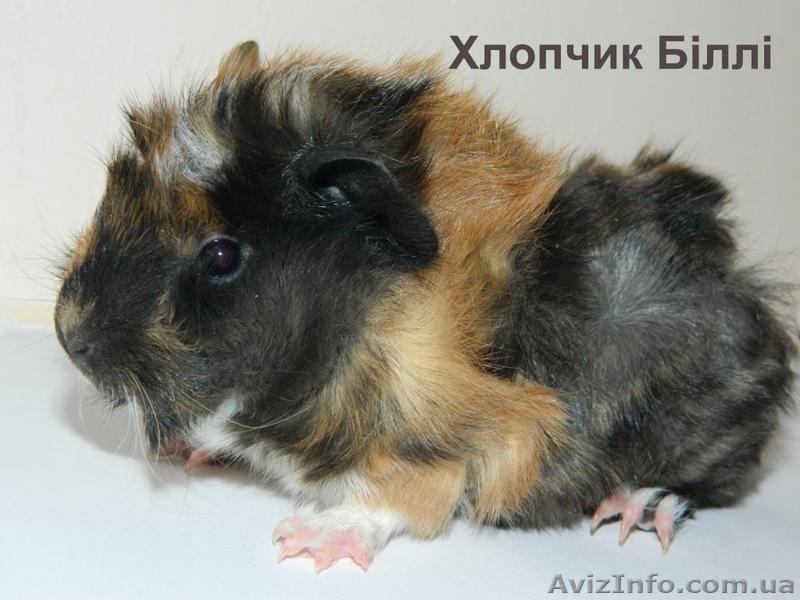 Продам детенышей морских свинок породы розетка-ангора - морские свинки - <ro>Изображение</ro><ru>Изображение</ru> #1, <ru>Объявление</ru> #867193