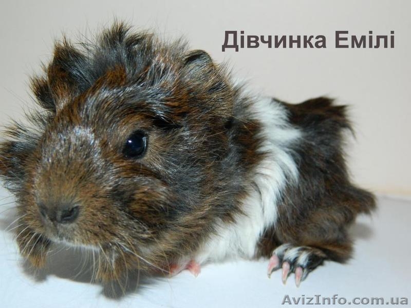 Продам детенышей морских свинок породы розетка-ангора - морские свинки - <ro>Изображение</ro><ru>Изображение</ru> #2, <ru>Объявление</ru> #867193