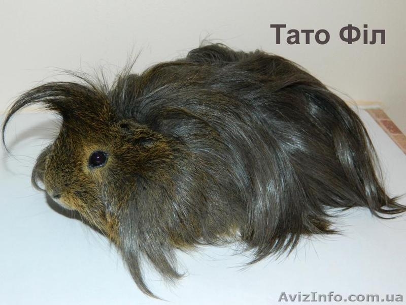 Продам детенышей морских свинок породы розетка-ангора - морские свинки - <ro>Изображение</ro><ru>Изображение</ru> #6, <ru>Объявление</ru> #867193