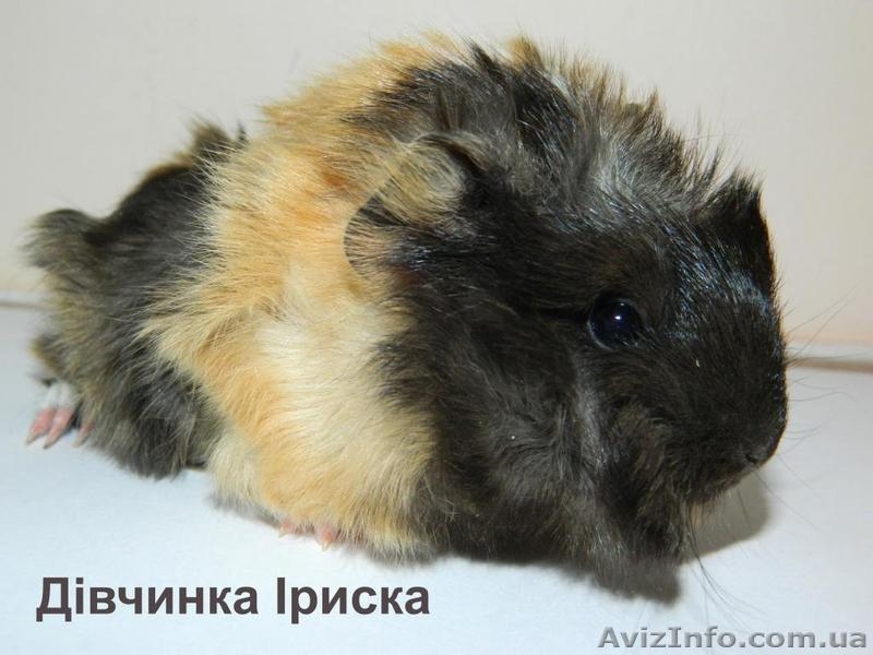 Продам детенышей морских свинок породы розетка-ангора - морские свинки - <ro>Изображение</ro><ru>Изображение</ru> #4, <ru>Объявление</ru> #867193