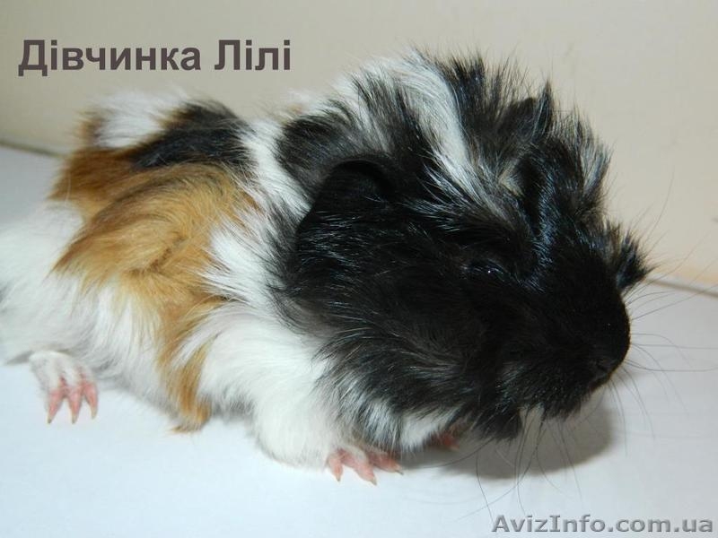 Продам детенышей морских свинок породы розетка-ангора - морские свинки - <ro>Изображение</ro><ru>Изображение</ru> #5, <ru>Объявление</ru> #867193