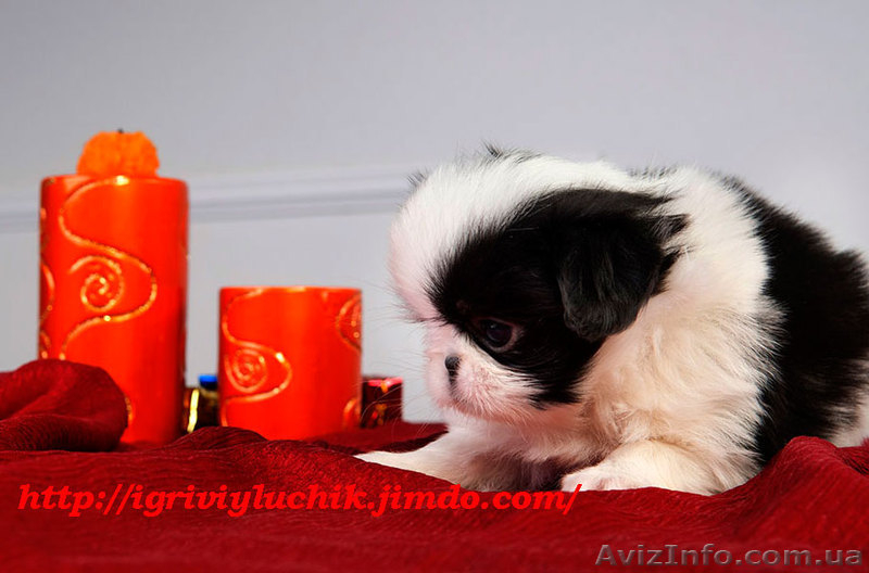  Щенки японского хина.Доставка по Украине… - <ro>Изображение</ro><ru>Изображение</ru> #7, <ru>Объявление</ru> #336544
