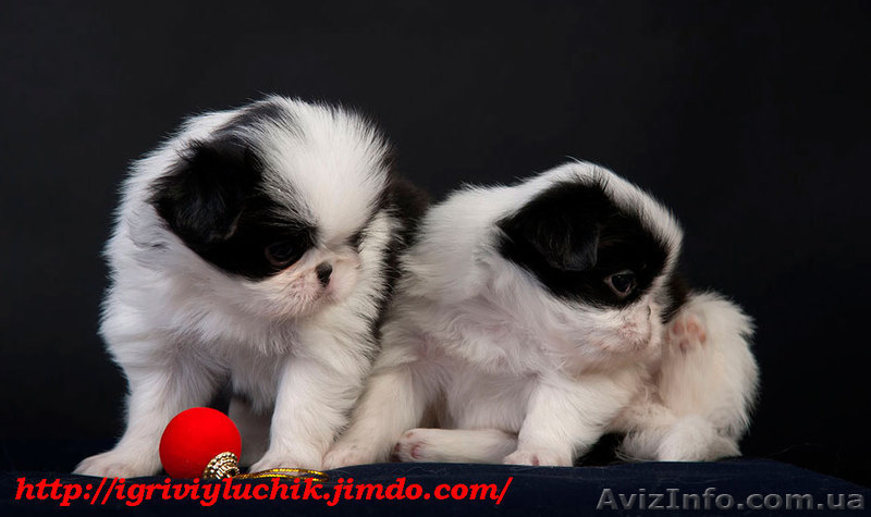  Щенки японского хина.Доставка по Украине… - <ro>Изображение</ro><ru>Изображение</ru> #9, <ru>Объявление</ru> #336544