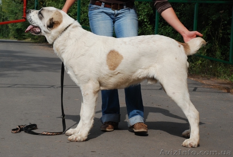 Подрощеный щенок среднеазиатской овчарки (алабай) - <ro>Изображение</ro><ru>Изображение</ru> #2, <ru>Объявление</ru> #957400