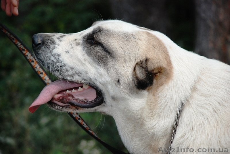 Подрощеный щенок среднеазиатской овчарки (алабай) - <ro>Изображение</ro><ru>Изображение</ru> #3, <ru>Объявление</ru> #957400
