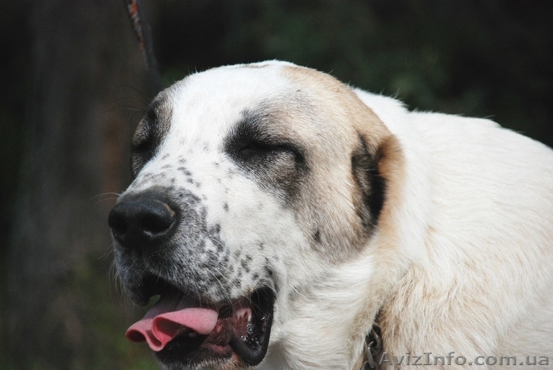 Подрощеный щенок среднеазиатской овчарки (алабай) - <ro>Изображение</ro><ru>Изображение</ru> #1, <ru>Объявление</ru> #957400
