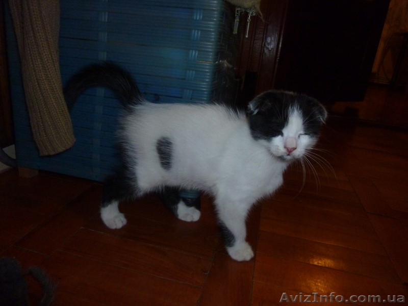 Вислоухий мальчик - <ro>Изображение</ro><ru>Изображение</ru> #2, <ru>Объявление</ru> #943258