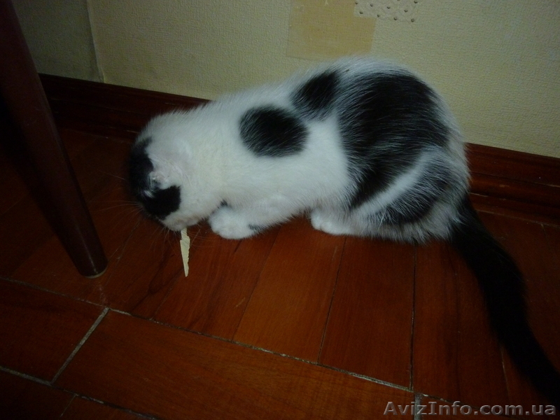 Вислоухий мальчик - <ro>Изображение</ro><ru>Изображение</ru> #1, <ru>Объявление</ru> #943258