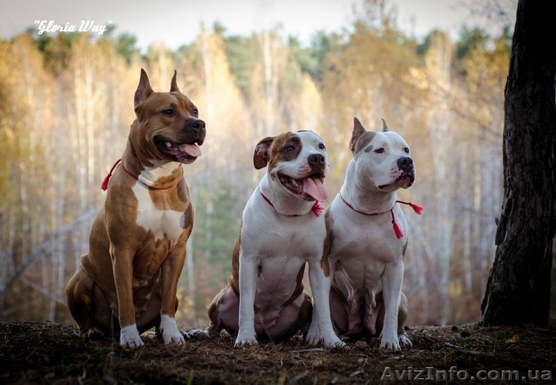 Щенки АСТ.Документы КСУ. Питомник Gloria Way. - <ro>Изображение</ro><ru>Изображение</ru> #6, <ru>Объявление</ru> #663630