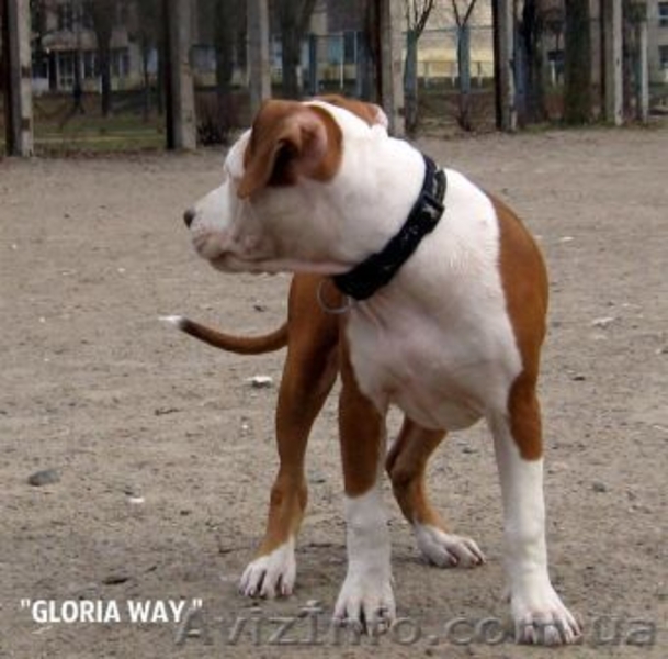 Щенки АСТ.Документы КСУ. Питомник Gloria Way. - <ro>Изображение</ro><ru>Изображение</ru> #4, <ru>Объявление</ru> #663630