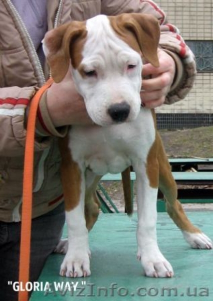 Щенки АСТ.Документы КСУ. Питомник Gloria Way. - <ro>Изображение</ro><ru>Изображение</ru> #3, <ru>Объявление</ru> #663630