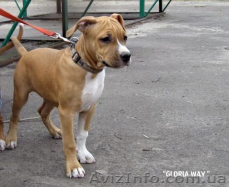 Щенки АСТ.Документы КСУ. Питомник Gloria Way. - <ro>Изображение</ro><ru>Изображение</ru> #7, <ru>Объявление</ru> #663630