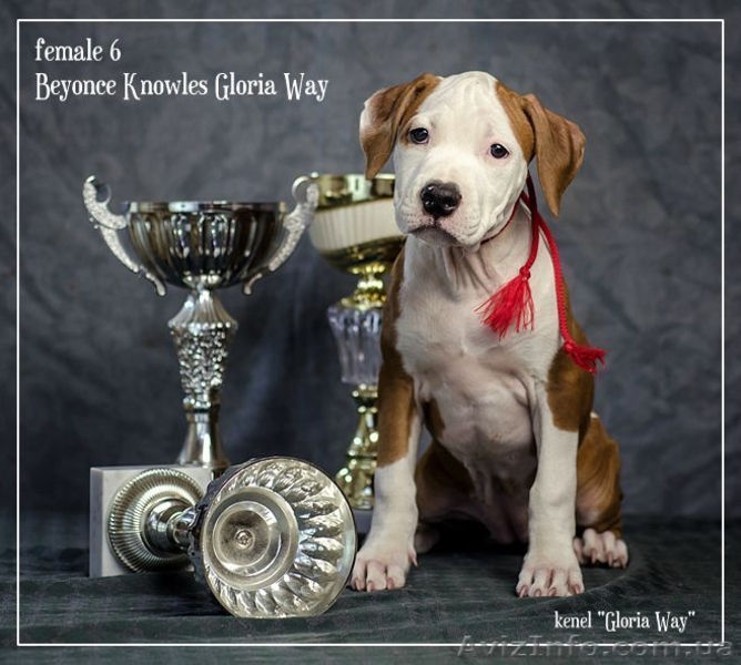 Щенки АСТ.Документы КСУ. Питомник Gloria Way. - <ro>Изображение</ro><ru>Изображение</ru> #5, <ru>Объявление</ru> #663630