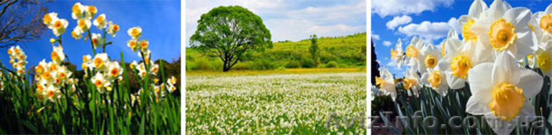 Майский тур в Закарпатье – 2015 - <ro>Изображение</ro><ru>Изображение</ru> #2, <ru>Объявление</ru> #1221345