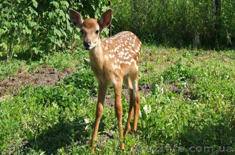 Майский тур в Закарпатье – 2015 - <ro>Изображение</ro><ru>Изображение</ru> #3, <ru>Объявление</ru> #1221345