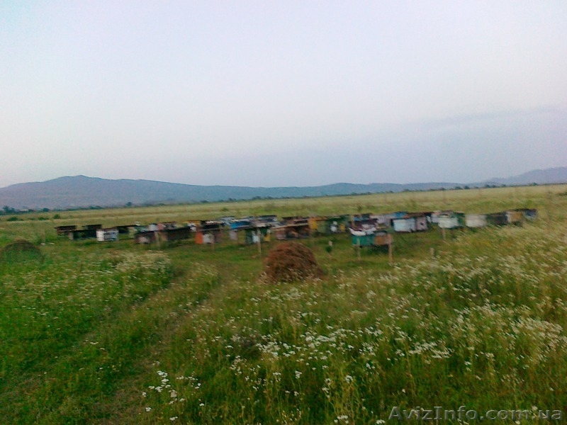 Пчелопакеты карпатской пчелы и пчелиные матки.Есть в наличии! Доставка - <ro>Изображение</ro><ru>Изображение</ru> #2, <ru>Объявление</ru> #1242896