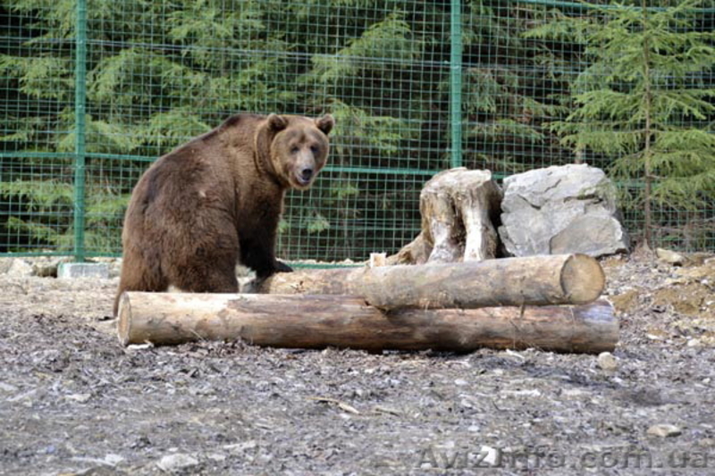 Экскурсия на Синевир «Жемчужины Межгорья» - <ro>Изображение</ro><ru>Изображение</ru> #7, <ru>Объявление</ru> #1277969