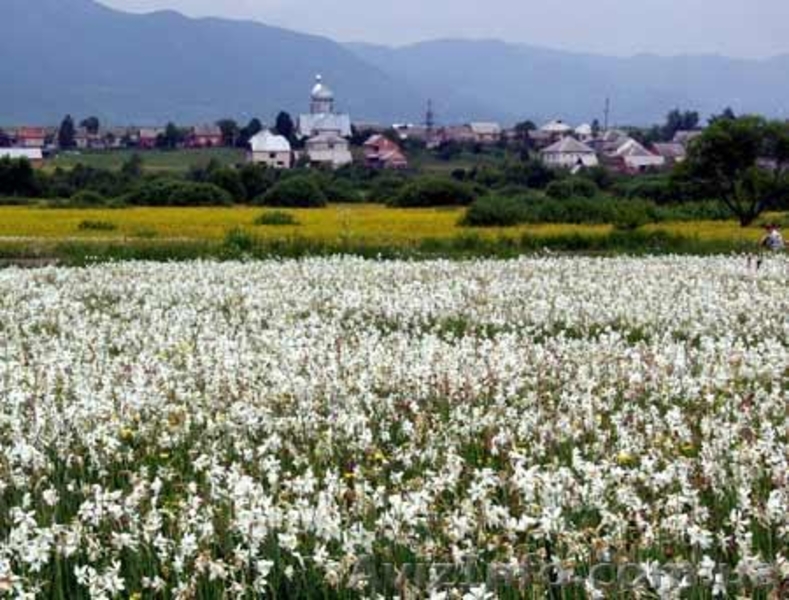 Экскурсия «Изюминки Хустщины – термальные источники, олени и сыр» - <ro>Изображение</ro><ru>Изображение</ru> #3, <ru>Объявление</ru> #1274822