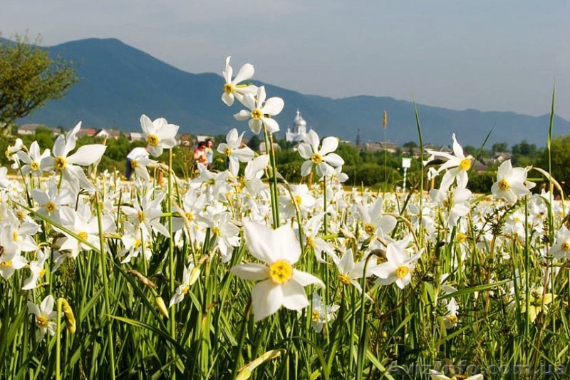 Экскурсия «Изюминки Хустщины – термальные источники, олени и сыр» - <ro>Изображение</ro><ru>Изображение</ru> #1, <ru>Объявление</ru> #1274822