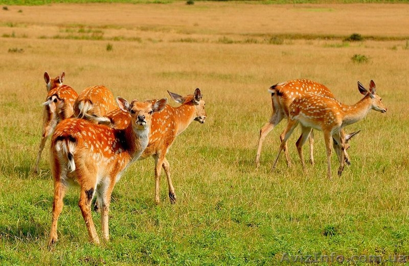 Экскурсия «Изюминки Хустщины – термальные источники, олени и сыр» - <ro>Изображение</ro><ru>Изображение</ru> #7, <ru>Объявление</ru> #1274822