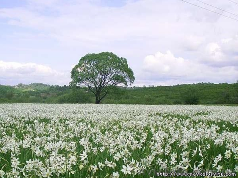 Экскурсия «Изюминки Хустщины – термальные источники, олени и сыр» - <ro>Изображение</ro><ru>Изображение</ru> #2, <ru>Объявление</ru> #1274822