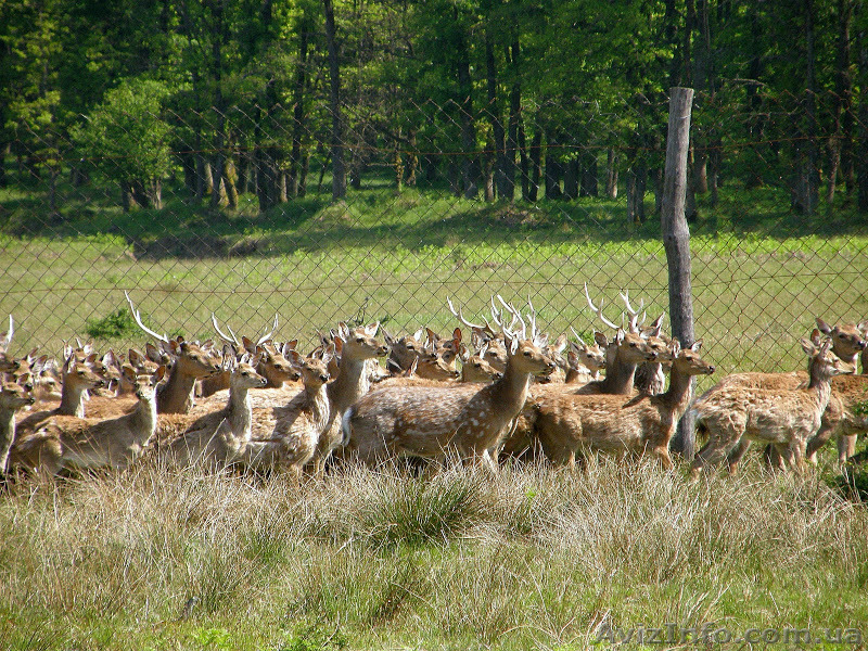 Экскурсия «Изюминки Хустщины – термальные источники, олени и сыр» - <ro>Изображение</ro><ru>Изображение</ru> #9, <ru>Объявление</ru> #1274822