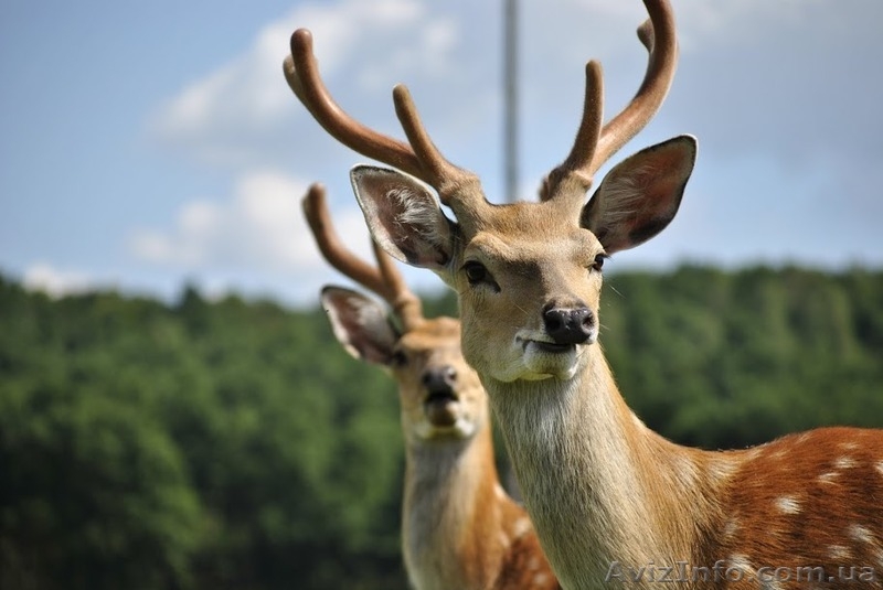 Экскурсия «Изюминки Хустщины – термальные источники, олени и сыр» - <ro>Изображение</ro><ru>Изображение</ru> #6, <ru>Объявление</ru> #1274822