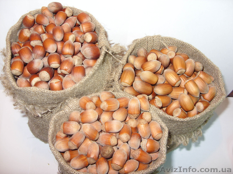 Продам саженцы фундука(орешника,лесного ореха,лещины) - разных сортов. - <ro>Изображение</ro><ru>Изображение</ru> #2, <ru>Объявление</ru> #1509005