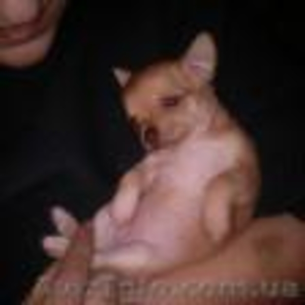 Продам 4 щенки чихуахуа - <ro>Изображение</ro><ru>Изображение</ru> #2, <ru>Объявление</ru> #1514640