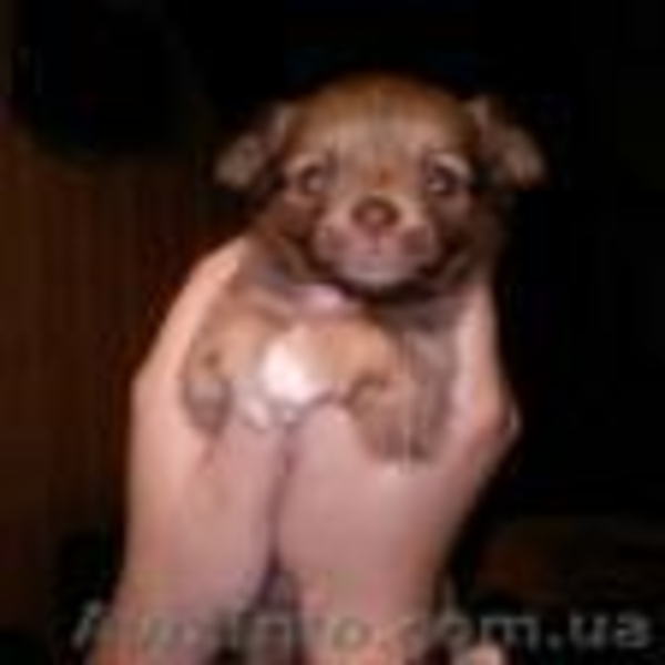 Продам 4 щенки чихуахуа - <ro>Изображение</ro><ru>Изображение</ru> #4, <ru>Объявление</ru> #1514640