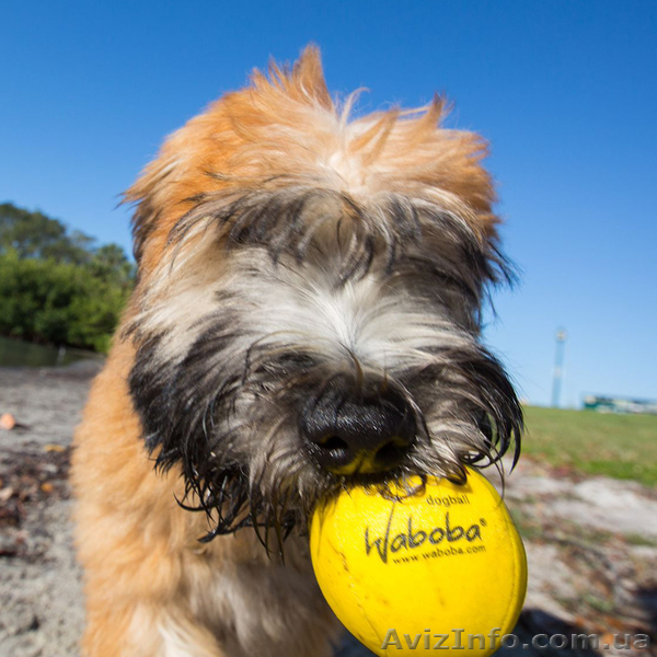 Waboba - Мячики Вабоба для игры на воде и земле - <ro>Изображение</ro><ru>Изображение</ru> #6, <ru>Объявление</ru> #1596014