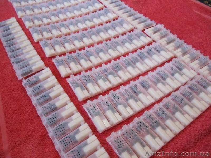 Продаж бджоломаток карпатки з відправкою по Україні - <ro>Изображение</ro><ru>Изображение</ru> #1, <ru>Объявление</ru> #1625037